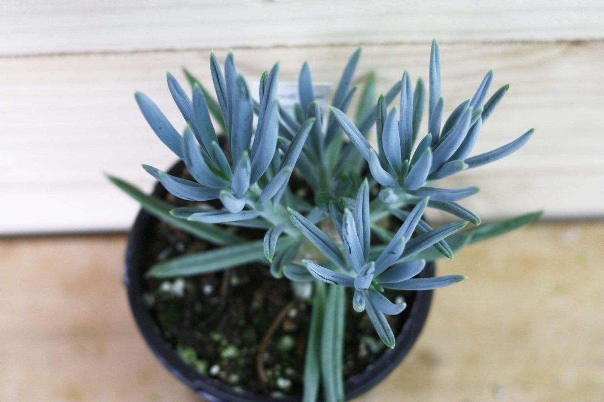 Tieto 3 izbové rastliny sú nálezom pre zabudlivých ľudí. Nevadia im ani zanedbané polievanie.