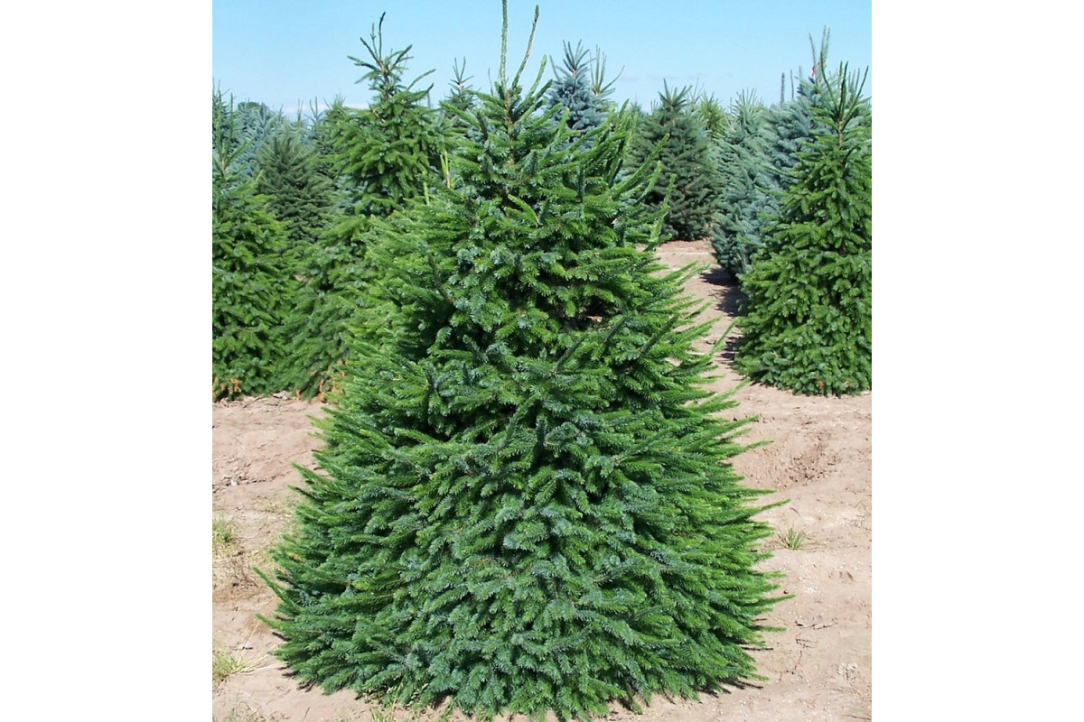 Zasaďte ho namiesto tui a uvidíte rozdiel. Táto jedľa vytvára nepreniknuteľný živý plot