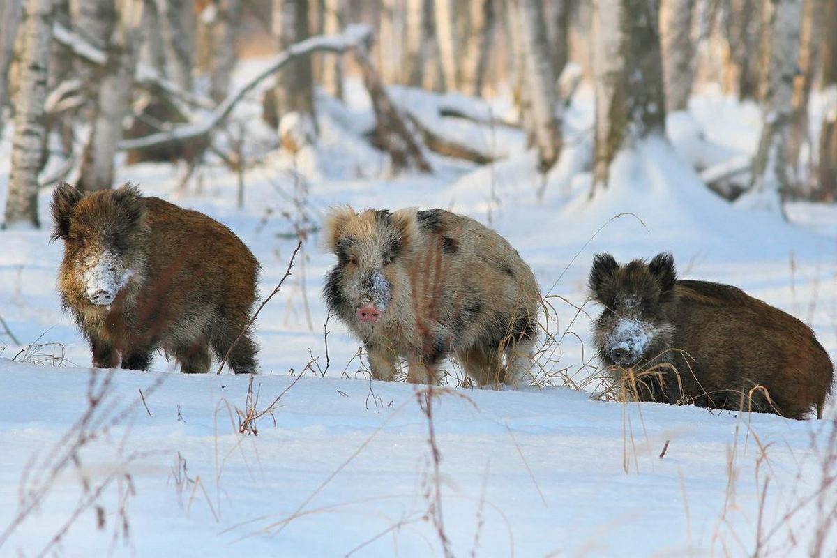 Výskumníci tomu neveria: je dokázané, že diviaky už narúšajú pôdu v chránených lesoch