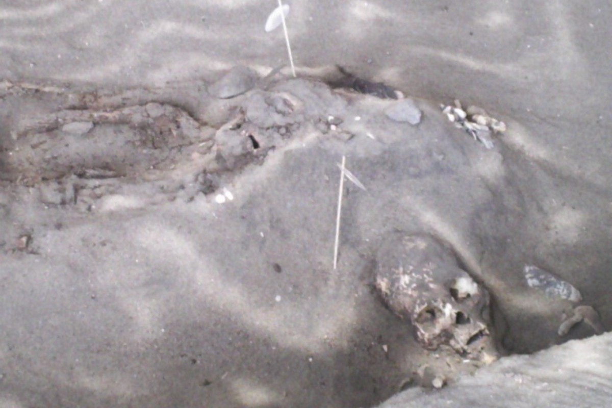 Vedci zistili, prečo majú praveké múmie z Atacamy menší mozog, ako je bežné