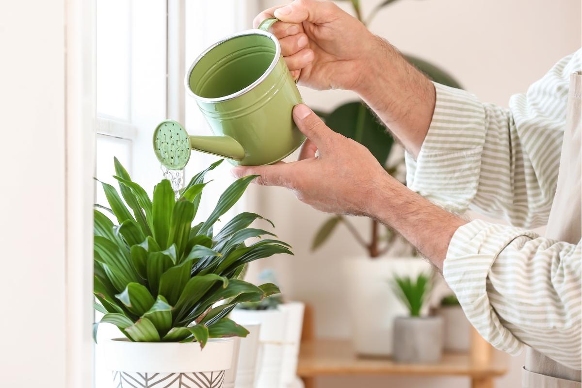 Odborník na rastliny: „Keď vidíte opadané a mäkké listy na vašej izbovej rastline, nemusí to vždy znamenať, že potrebuje vodu.“