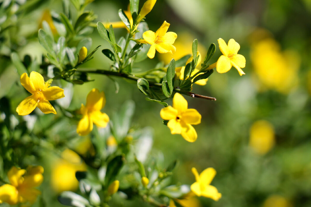 Čínska rastlina, ktorá po celý rok zapĺňa záhradu žltými kvetmi