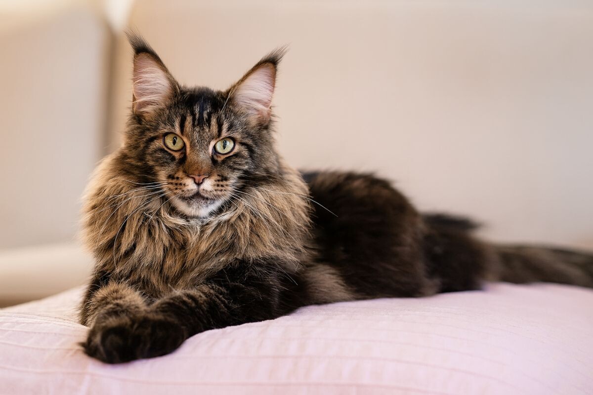 „To, že vaša mačka chodí na prechádzky v postroji, neznamená, že sa jej to páči; pre mnohé mačky sú prechádzky zdrojom stresu, nepokoja a behaviorálnych problémov.“