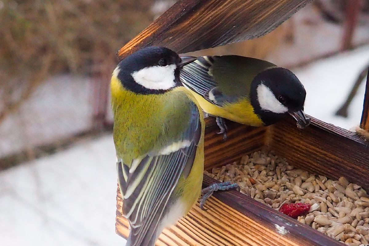Nasypte ho do kŕmidla a priletia všetky vtáky z okolia. Toto zrno je pre nich lahôdkou.