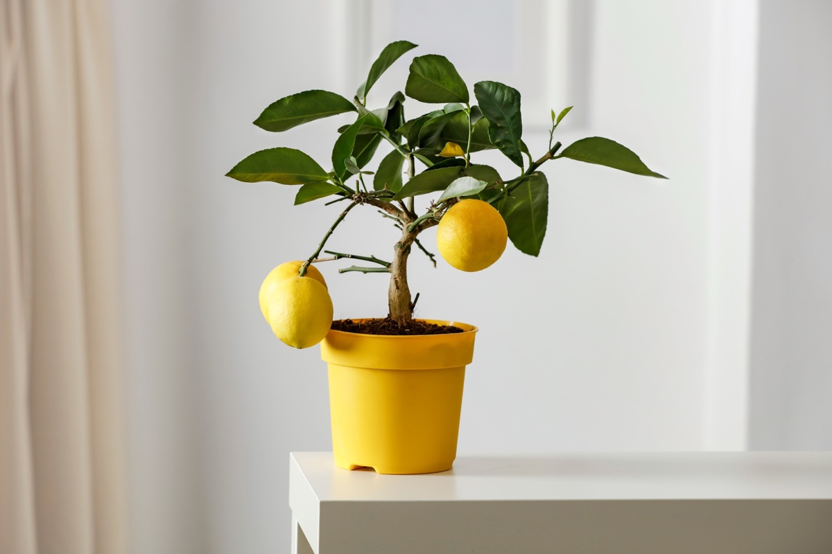 Rýchlo rastie, rodí po celý rok a rastie v črepníku: strom, ktorý je najvhodnejší pre decembrové horúčavy