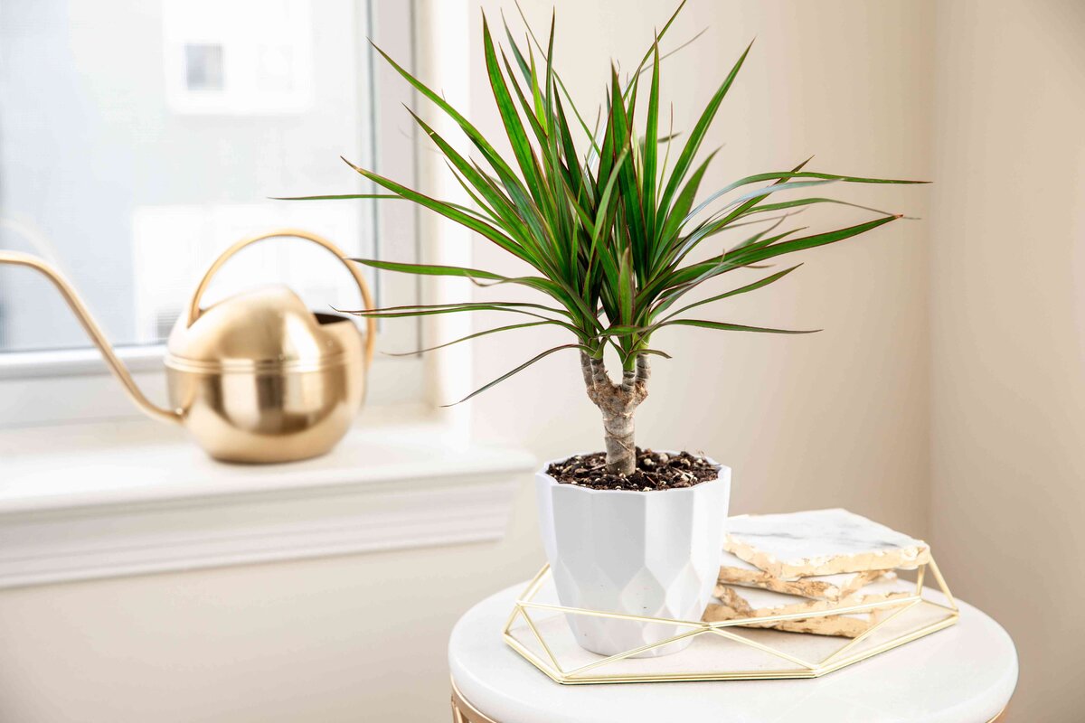 Tieto 3 izbové rastliny sú nálezom pre zabudlivých ľudí. Nevadia im ani zanedbané polievanie.