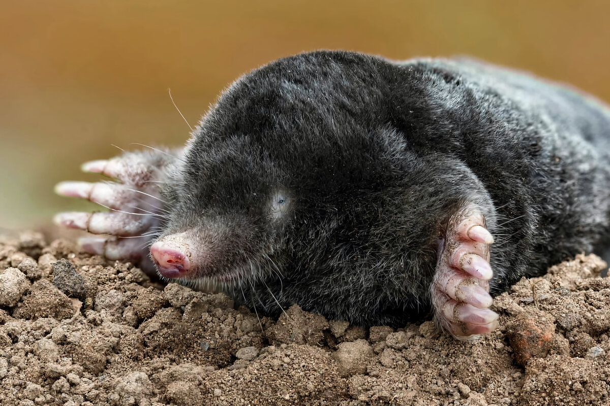 Máte krtkov? Tento jednoduchý trik s kuchynskou fóliou je prekvapivo účinný