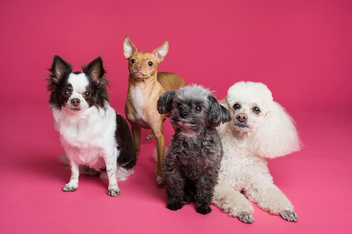 Minimálne starosti, maximálna radosť: 5 plemien psov pre začínajúcich majiteľov