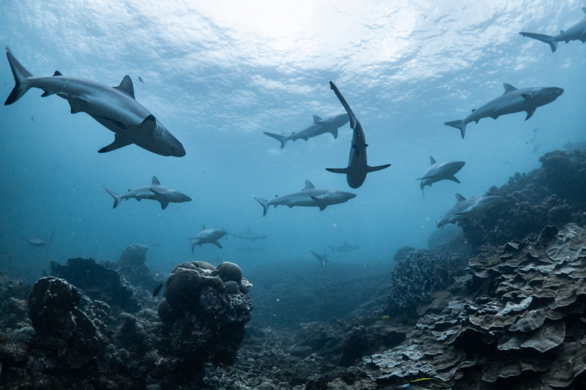 Žraloky žijúce v hlbokých vodách Kanárskych ostrovov obsahujú vysokú hladinu kovov