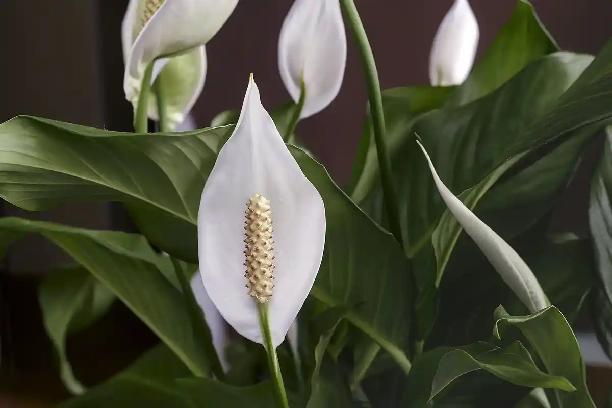 Pridajte 1 polievkovú lyžicu na liter vody. O dva týždne spatifilum zakvitne