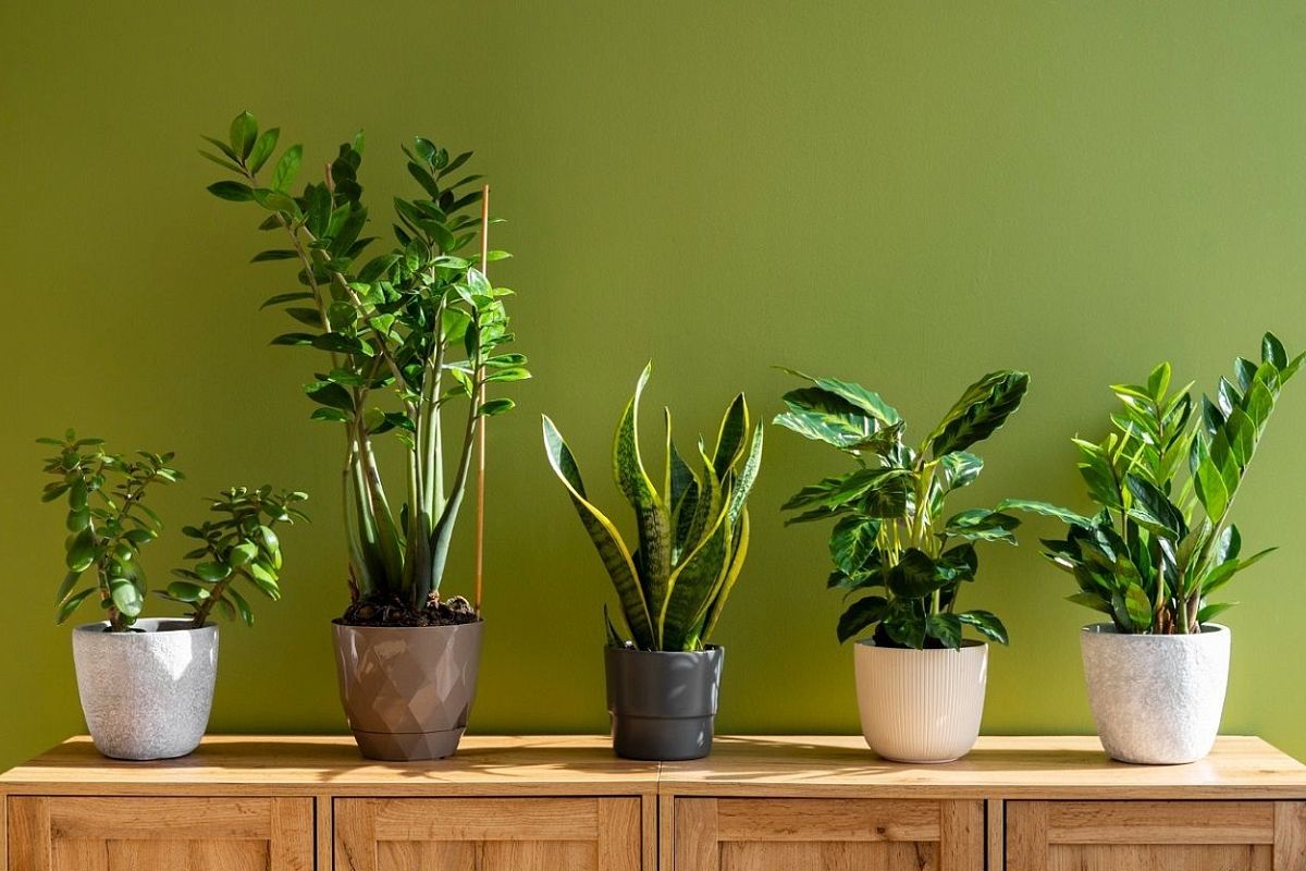Izbové rastliny, ktoré by ste mali mať doma a ktoré sú ideálne pre tmavé priestory