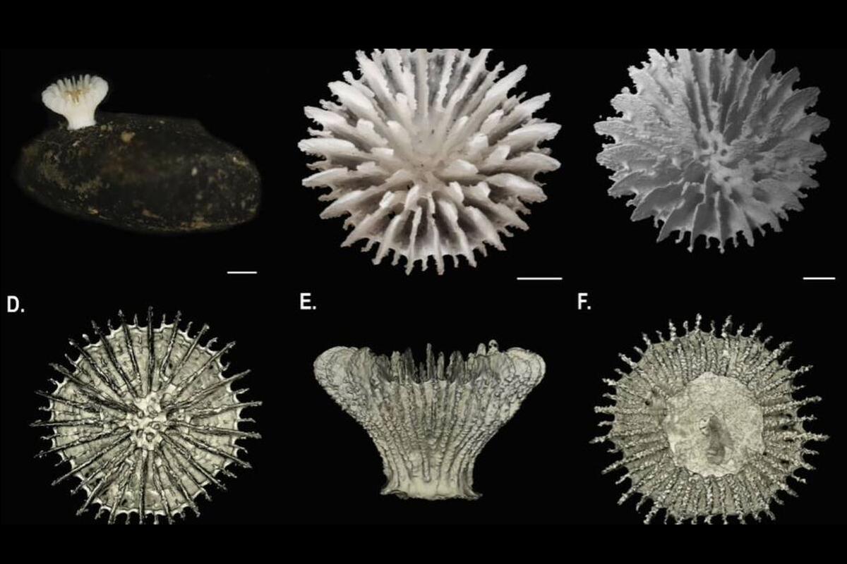 Po vŕtaní zemského plášťa do hĺbky 4000 metrov vedci objavili živý organizmus, ktorý bol doteraz neznámy.