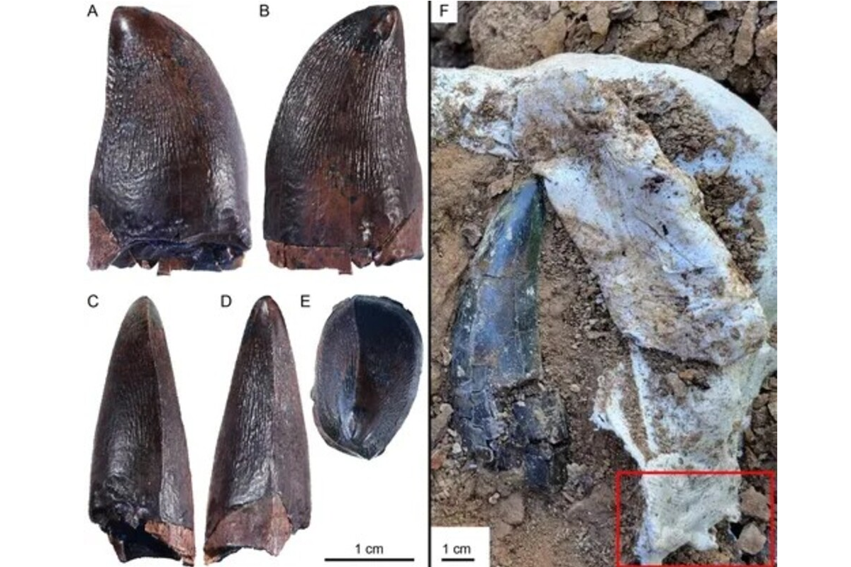 Zub, ktorý je starý 66 miliónov rokov, vedcom naznačuje, že v riekach žil dravec, ktorý bol väčší ako autobus