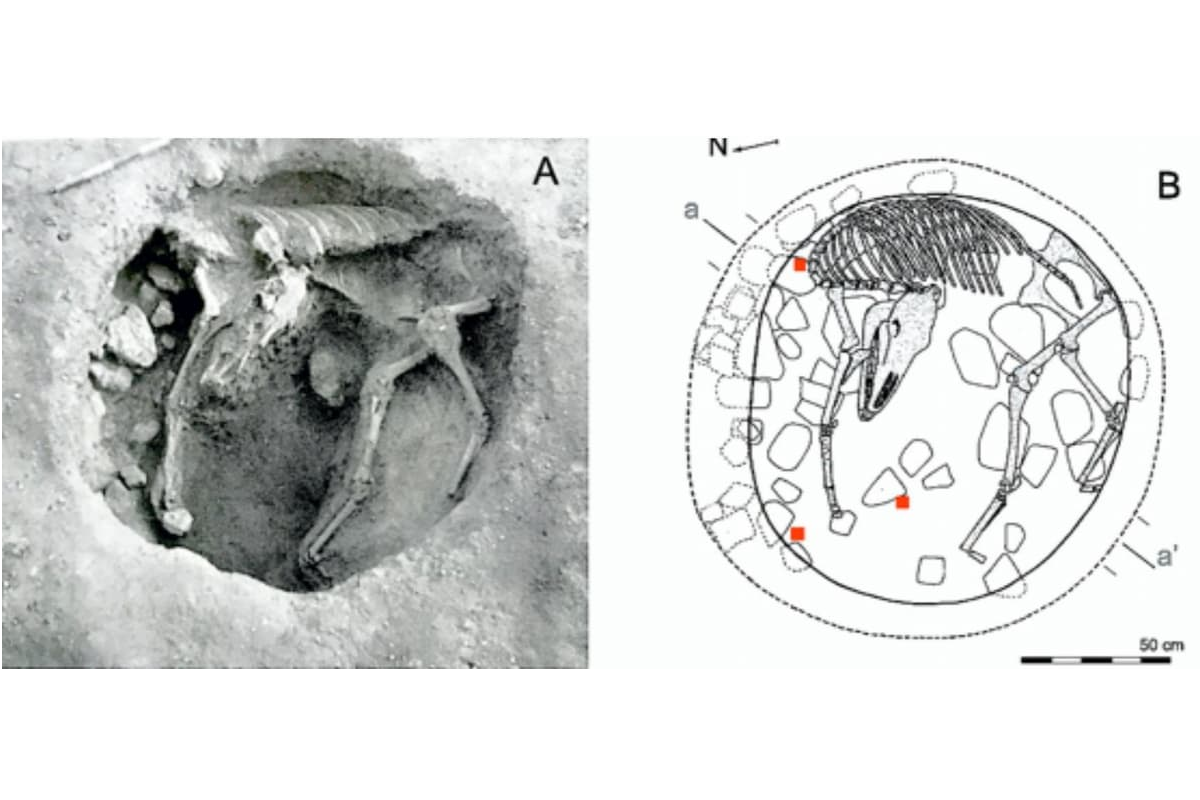 Nájdená najstaršia mulica v Európe, zabitá a pochovaná spolu so ženou pred 2700 rokmi v ranom železnom veku