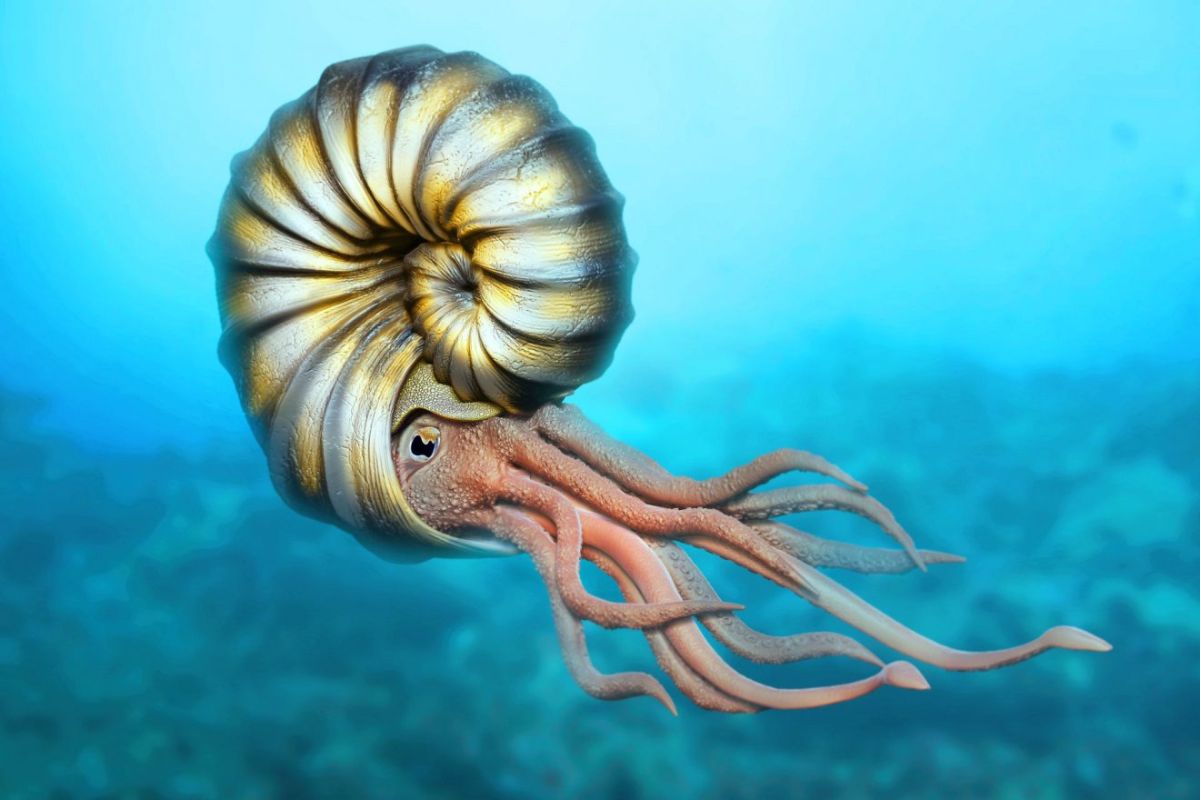 Vedci zistili, že zaujímavý mäkkýš, ktorý bol považovaný za vyhynutý spolu s dinosaurami, prežil v morskom úkryte