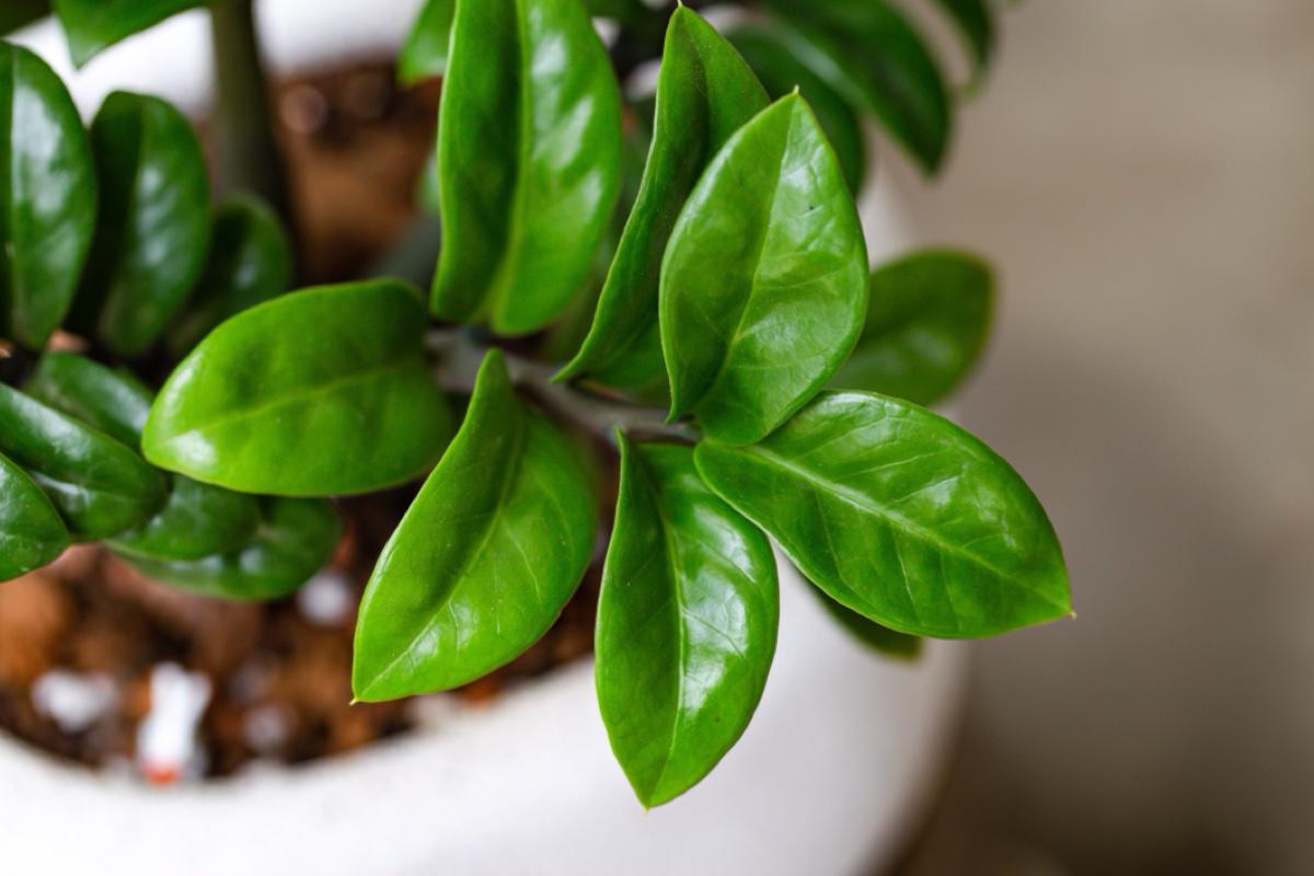 Jedna čajová lyžička na pohár vody a zamioculcas ožíva. Jednoduchý trik pre rýchly zelený efekt