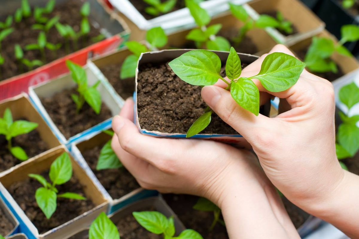 Čo siať v januári? Príprava na novú sezónu v záhrade – zimný výsev a výsev na sadeničky