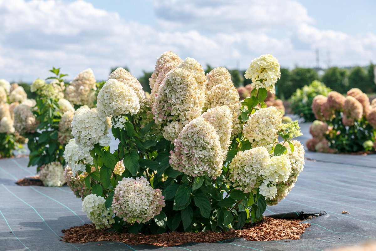 Zbohom, hortenzie: prečo záhradníci odporúčajú prestať ich sadiť