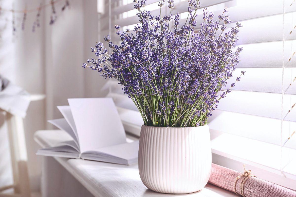 Stále vyhadzujete týchto 8 kuchynských odpadkov? Vaša levanduľa o tom sníva, ale tu je návod, ako ich presne použiť