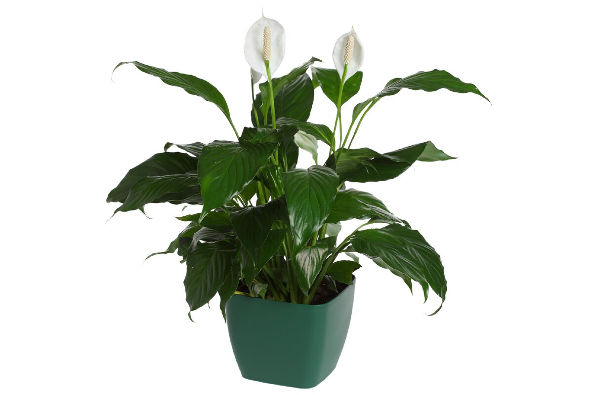 Pridajte do vody a polievajte, keď spatifilum začne vädnúť. Vďaka tomuto hnojivu začne produkovať nové kvety a bude vyzerať ako novonarodené. Ako sa starať o spatifilum