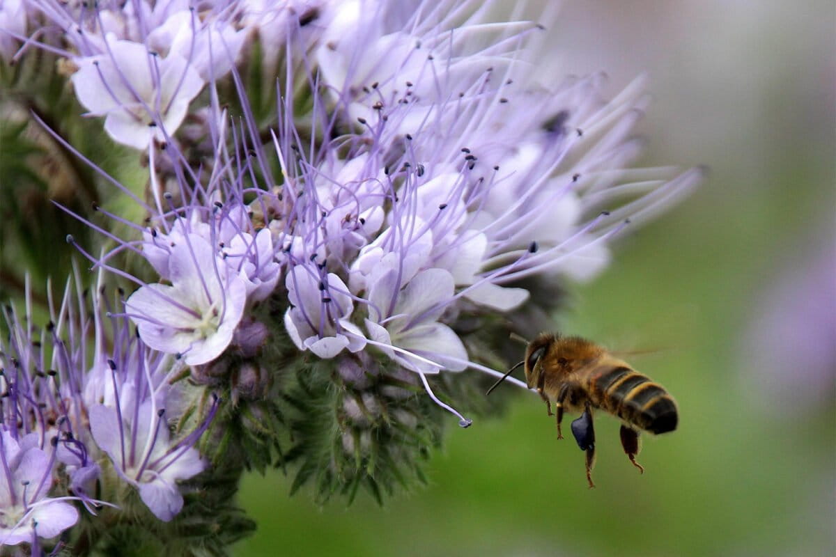 Zoznam medonosných rastlín: Top 10 pre včely v záhrade