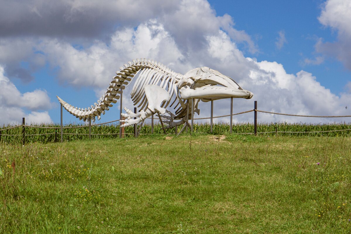 Šok v vedeckej komunite po zistení, že najneskoršie skameneliny mamutov na svete v skutočnosti patrili veľrybám