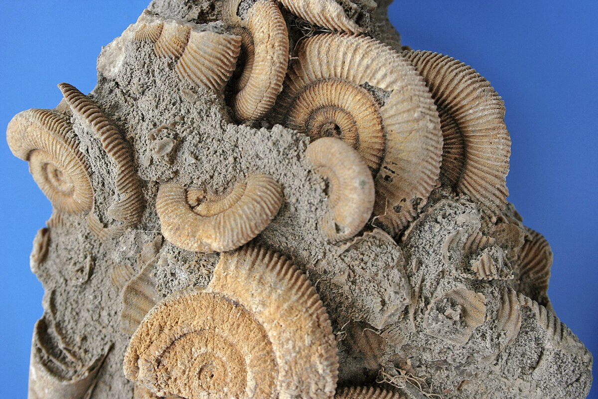 Vedci zistili, že zaujímavý mäkkýš, ktorý bol považovaný za vyhynutý spolu s dinosaurami, prežil v morskom úkryte