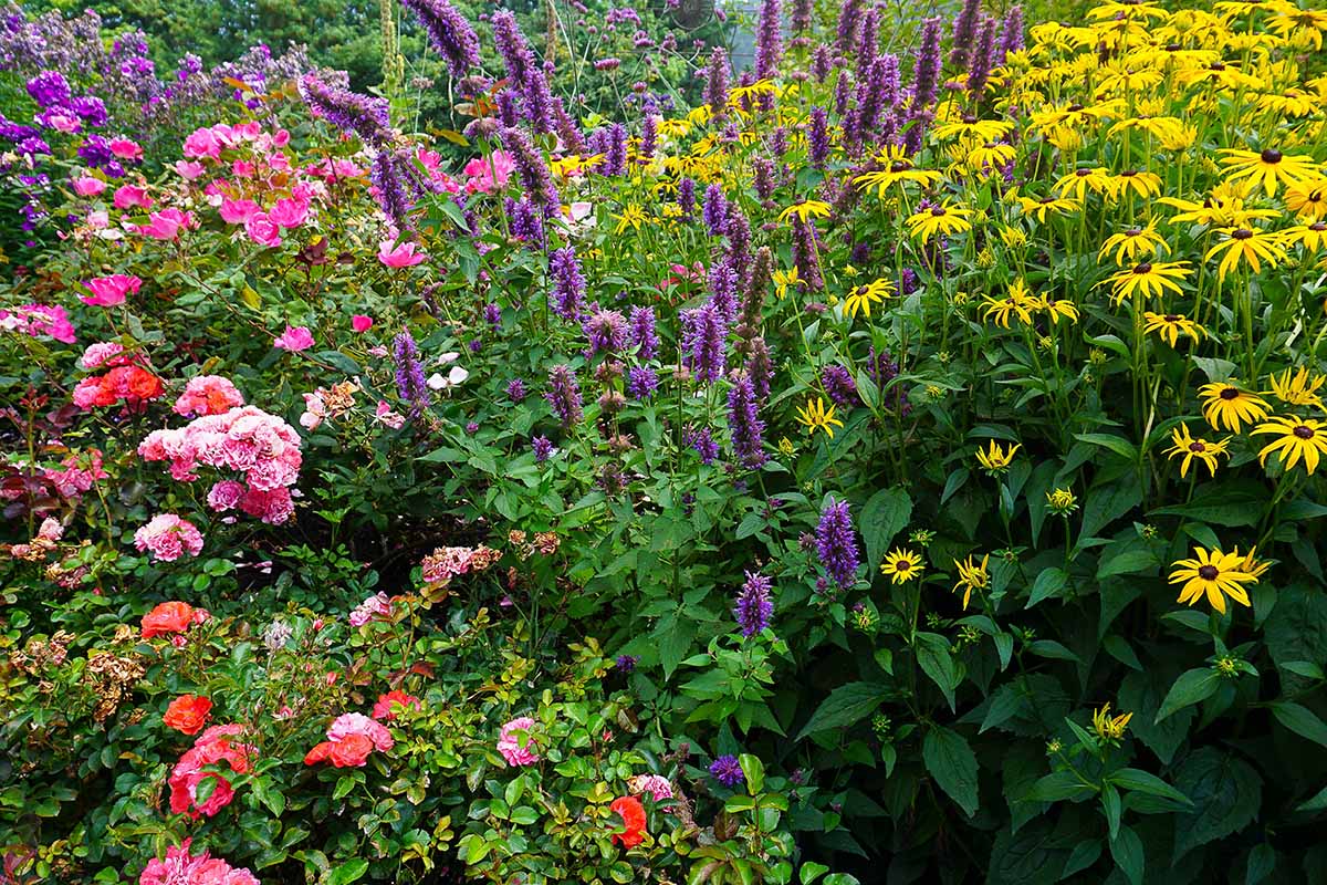 Zasaďte raz a zabudnite na vykopávanie. Tieto trvalky kvitnú celé roky a neboja sa mrazov