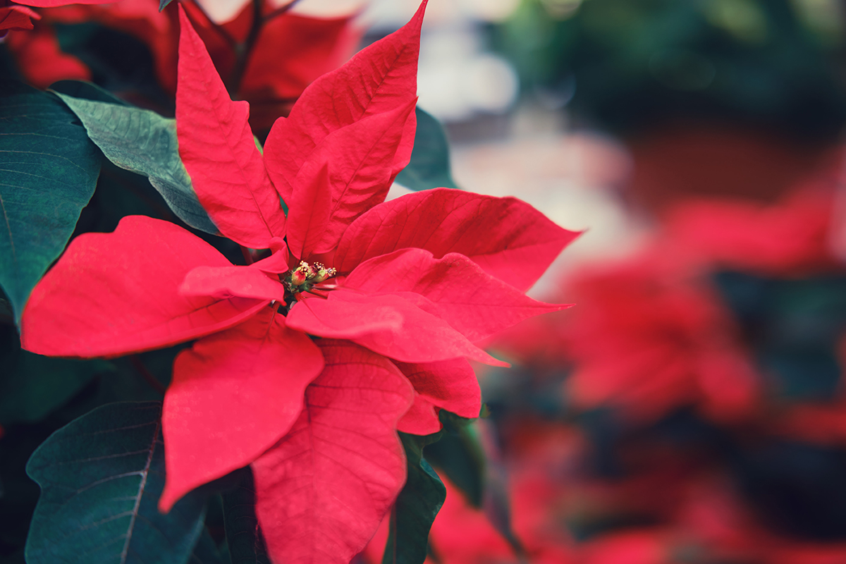 Ako polievať vianočnú kvetinu: frekvencia, najlepšia technika a bežné chyby