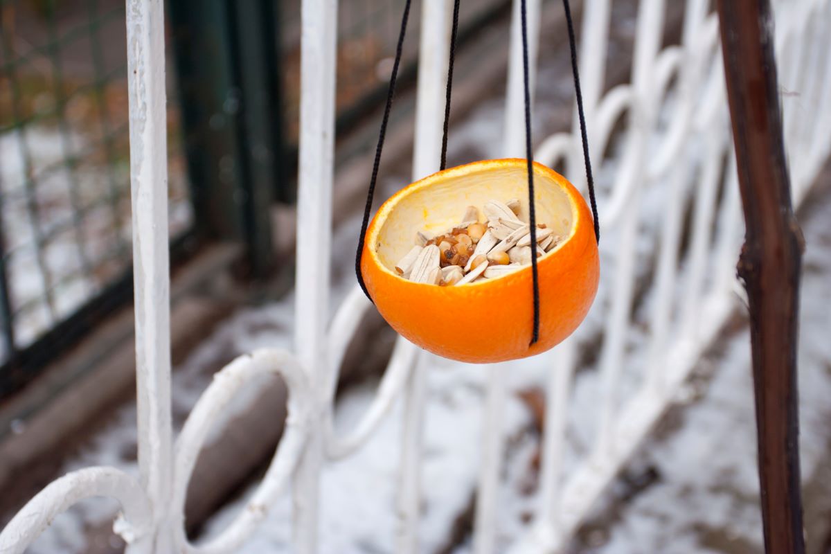 Nevyhadzujte tento citrusový plod: vtáky ho v zime milujú (a vám sa bude páčiť, prečo)