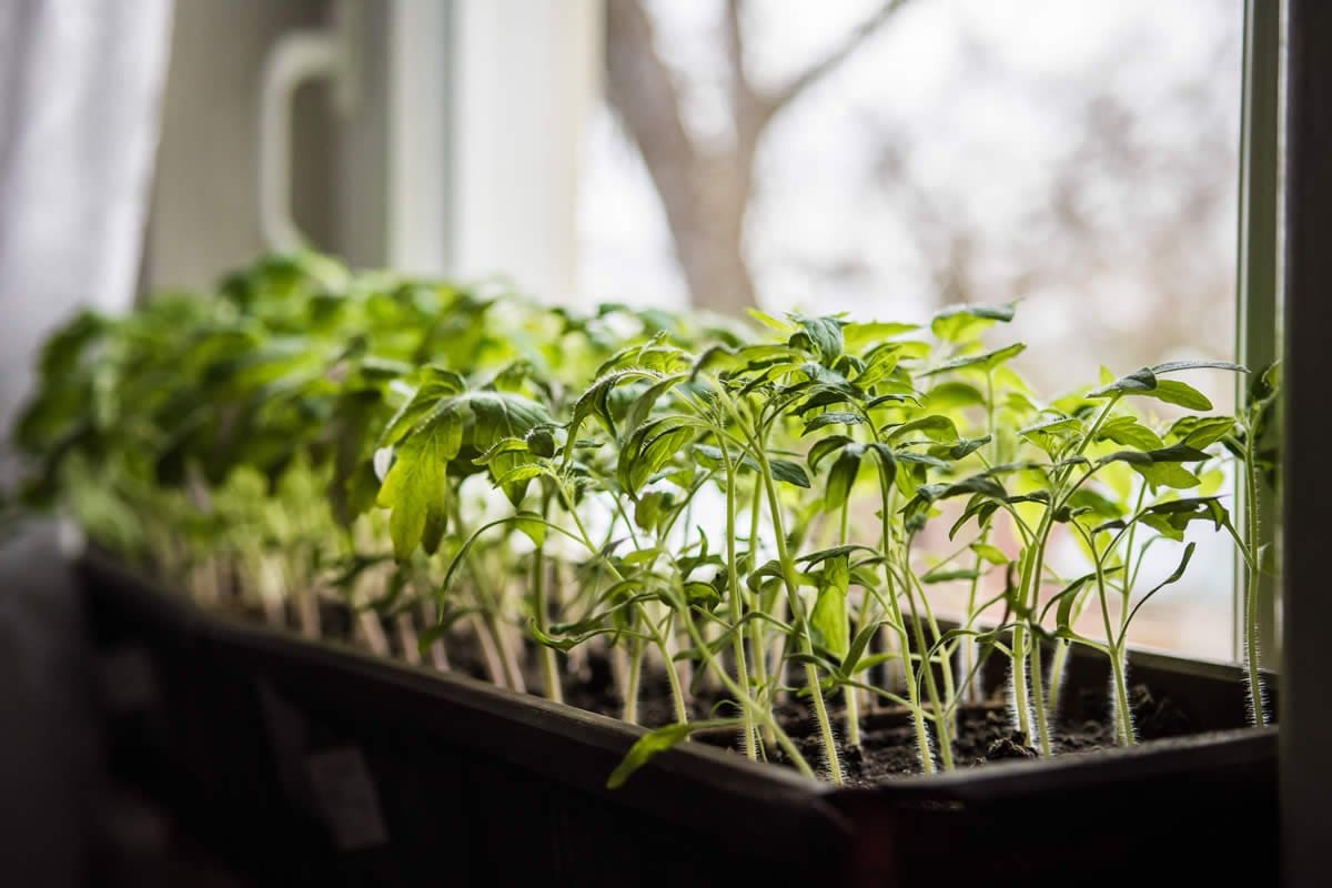 Čo siať v januári? Príprava na novú sezónu v záhrade – zimný výsev a výsev na sadeničky
