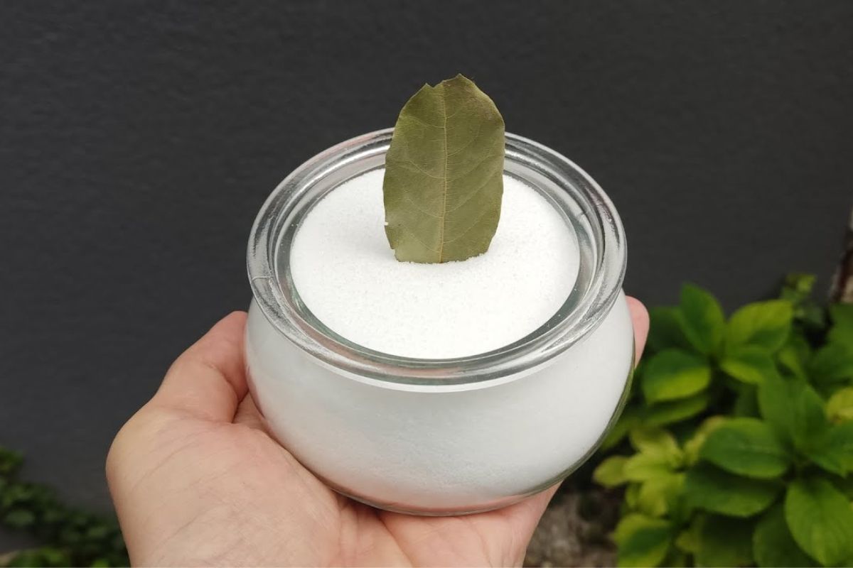 Zmiešajte bobkový list a jedlú sódu: načo to je potrebné a prečo sa to odporúča