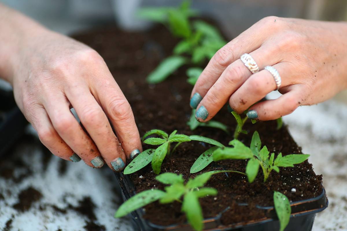 Začnite rok s domácou záhradkou: čo sadiť a zbierať v januári a ako sa starať o rastliny vo vašej domácnosti