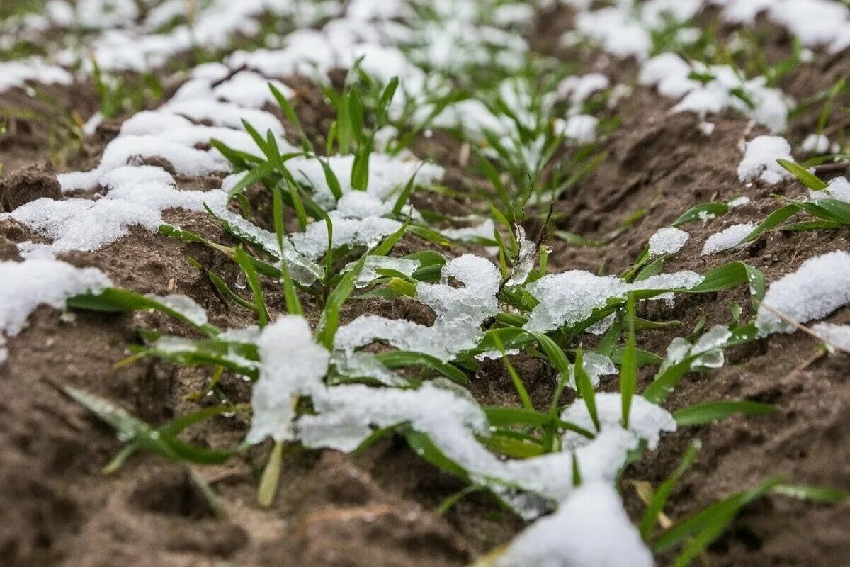Prečo sejem hrach, fazuľu a reďkovku: táto zimná technika zdvojnásobuje moju úrodu na jar