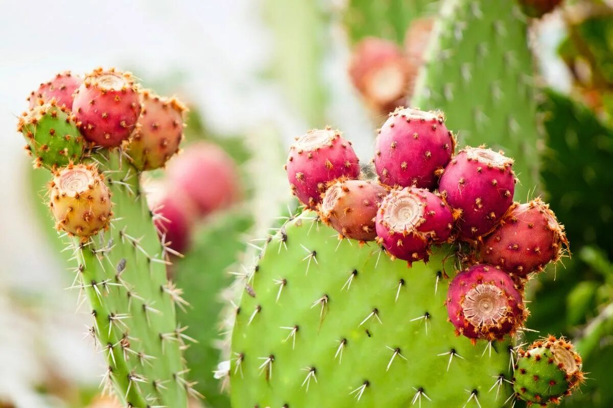 Táto rastlina vyvoláva senzáciu. Nie je potrebné ju polievať niekoľko týždňov