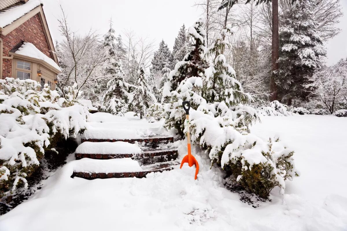 V zime odstraňujte sneh pod ovocnými stromami. Chráni to korene a umožňuje pôde dýchať
