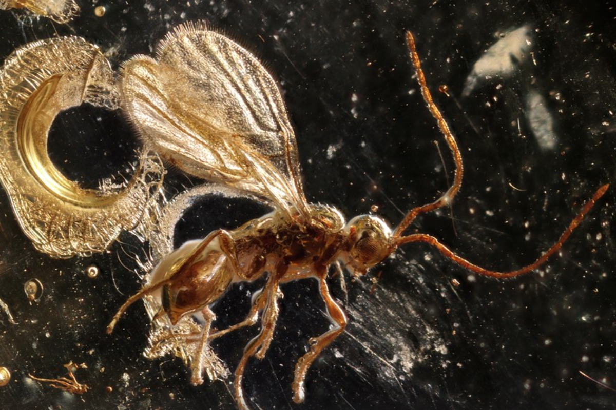 Vedci neveria vlastným očiam: v Španielsku objavili nový druh zvierat, ktorých vek presahuje 100 miliónov rokov