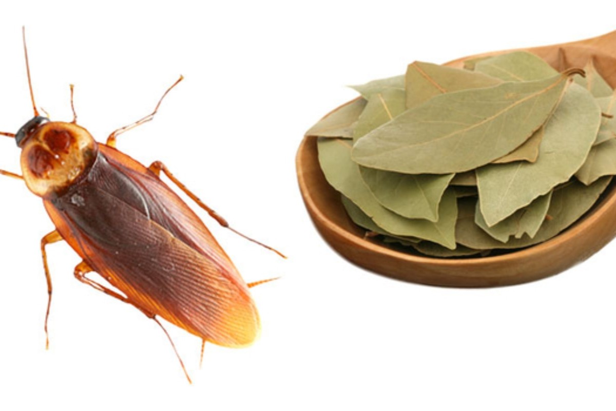 Kuchynská prísada, ktorá odpudzuje šváby