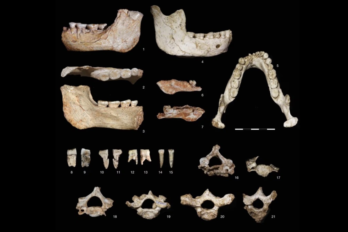 Africký nález, ktorý prepisuje históriu pôvodu človeka pred 770 000 rokmi