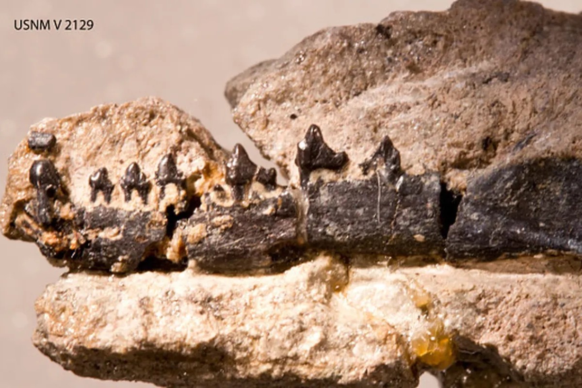 Úplný šok medzi vedcami: v Grónsku boli objavené pozostatky jedného z najprimitívnejších cicavcov