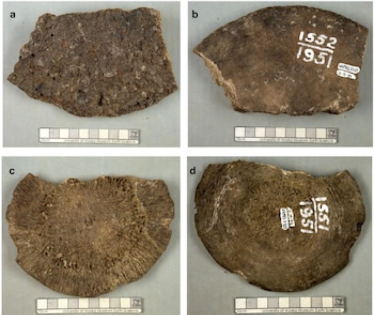Vedci zistili, že „najneskoršie“ skameneliny mamutov v skutočnosti patria veľrybám: boli nájdené 400 kilometrov od pobrežia