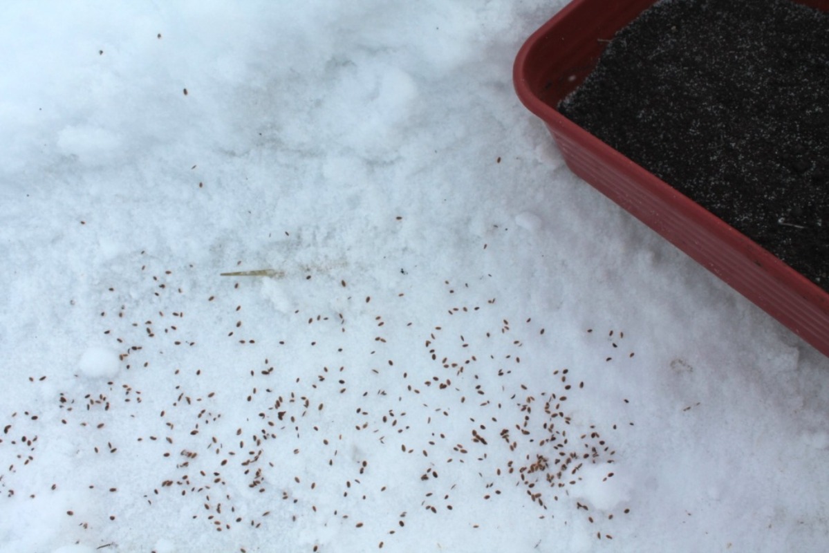 Prečo sejem hrach, fazuľu a reďkovku: táto zimná technika zdvojnásobuje moju úrodu na jar