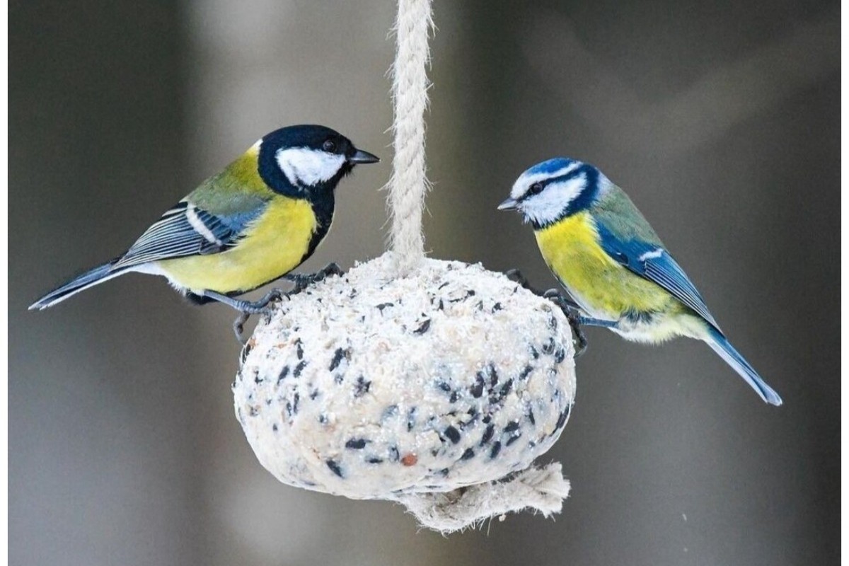 Jednoduché domáce jedlo pre vtáky. Sýkorky budú prilietať niekoľkokrát denne.