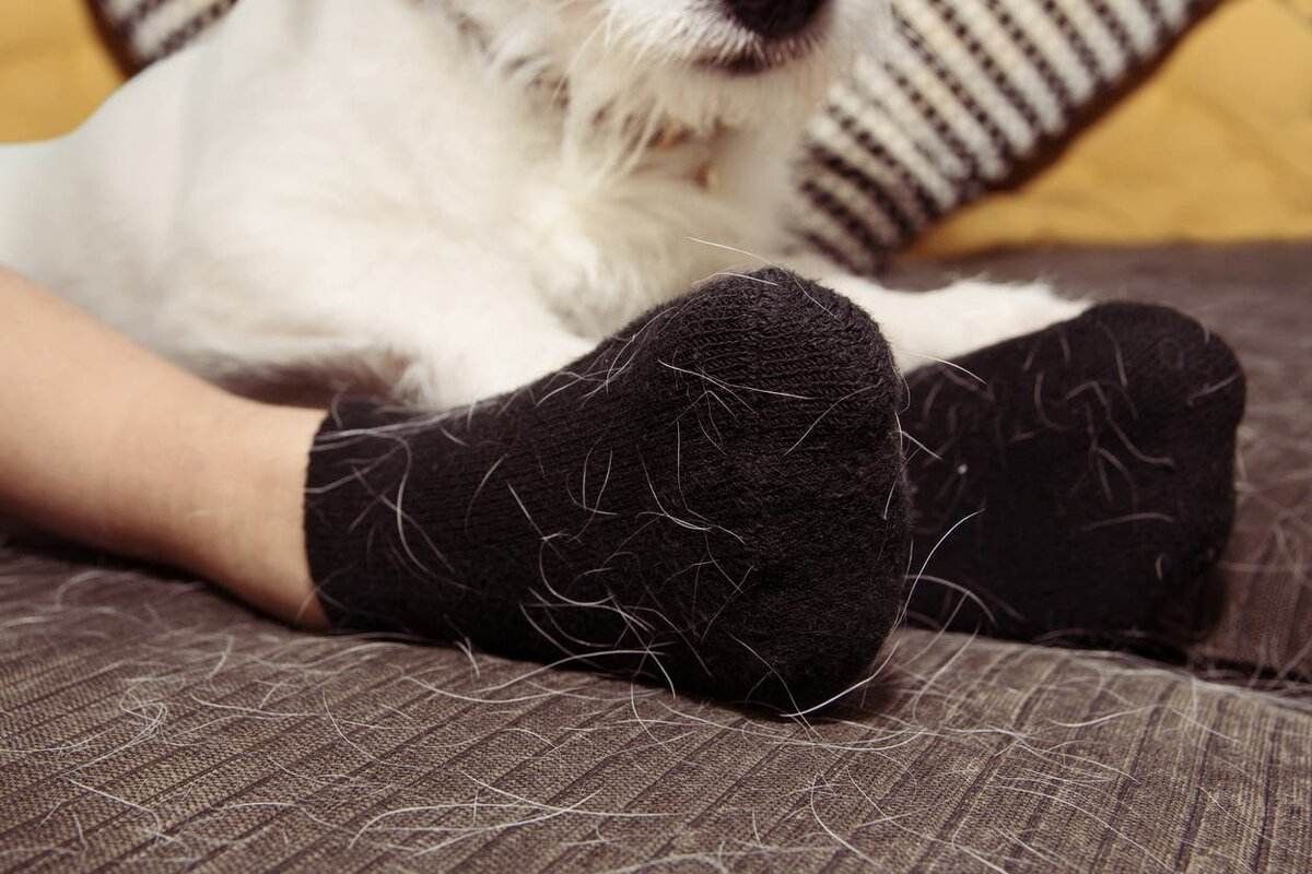 Psia srsť na oblečení: jednoduchý trik pri praní odstráni zvieracie chlpy