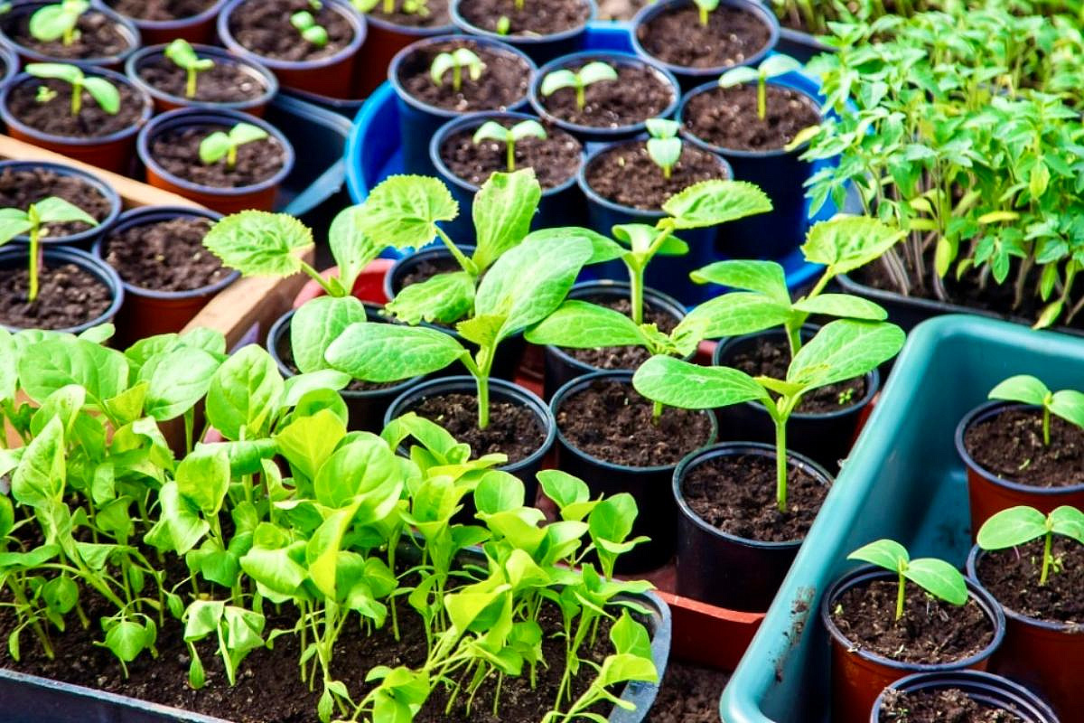 Najčastejšie chyby pri výsadbe rastlín v januári. Čo by sa nemalo vysádzať v tomto období?